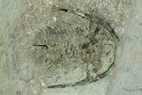 Early Cambrian Fallotaspis With Pos/Neg - Taroudant, Morocco #255639-5